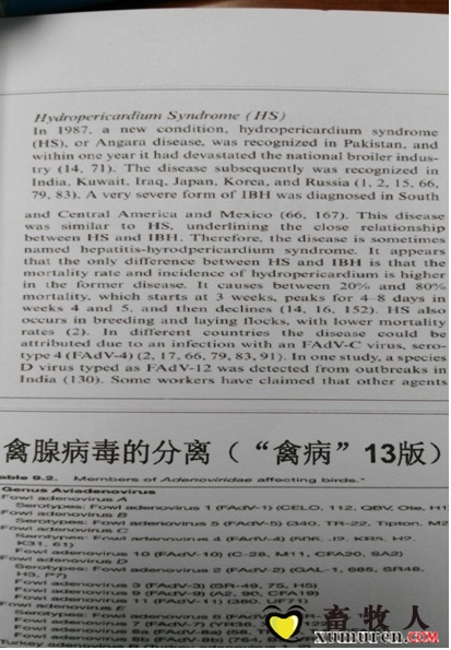 禽腺病毒的分离