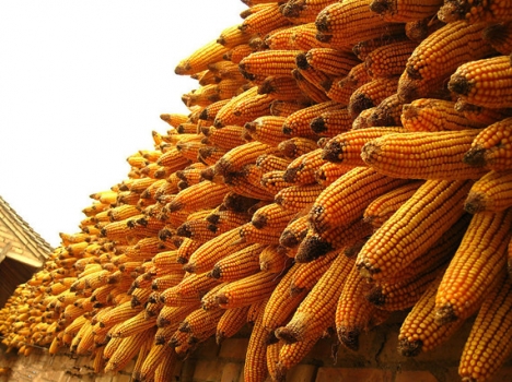 中央： 玉米去库存成为首选