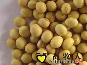 大豆.jpg