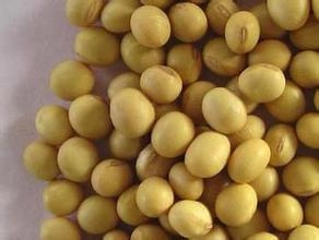 进口大豆过剩超4000万吨！东北大豆销售陷入窘境