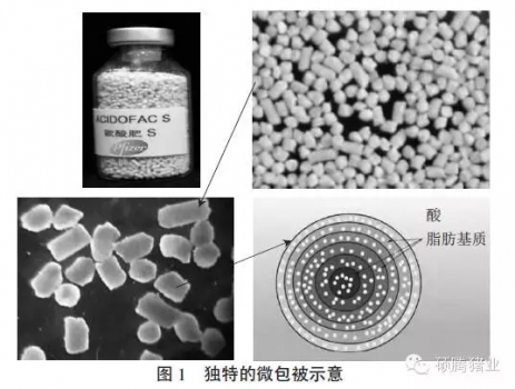 运用特殊包被缓释颗粒酸化剂改善猪消化道生理机能