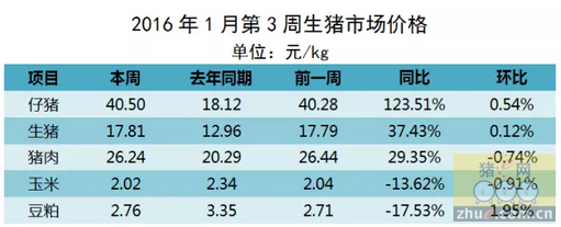 供应端紧缺加重 寒潮推猪价上扬