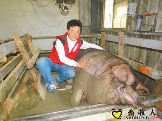 台湾神猪宝宝_副本.jpg