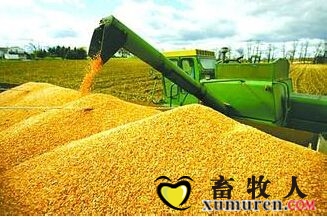 大豆.jpg