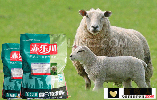 怀孕母羊饲料