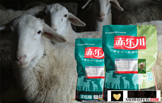 妊娠母羊饲料