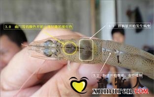对虾肝胰腺受损