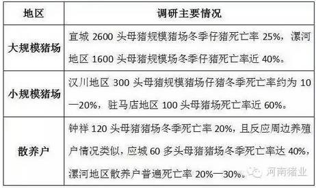猪1.jpg