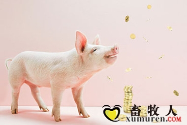 金猪.jpg