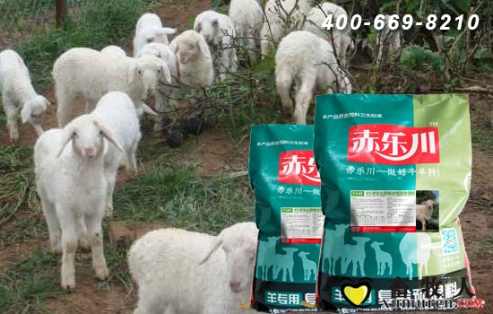羔羊育肥饲料