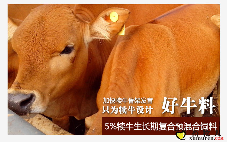 犊牛1.png