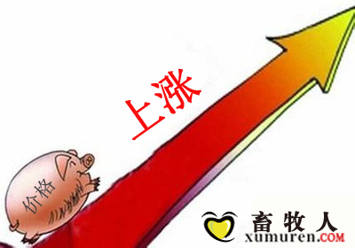 猪-上涨.png