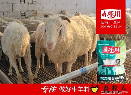 育肥羊素材图14.jpg