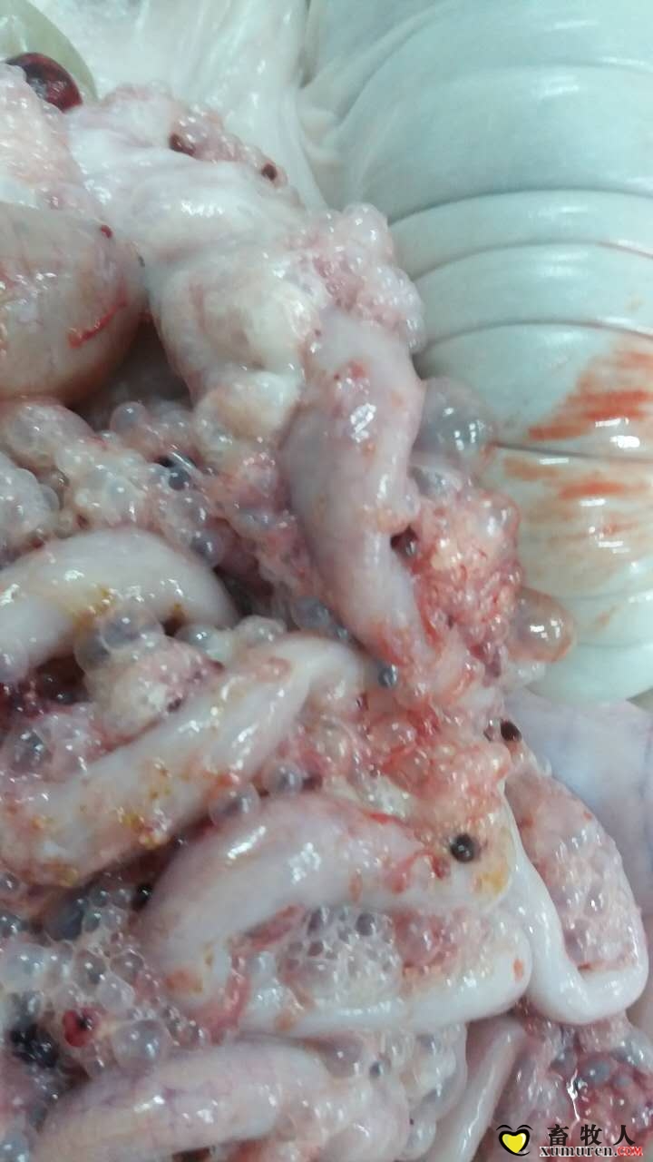 淋巴结变坚实小体