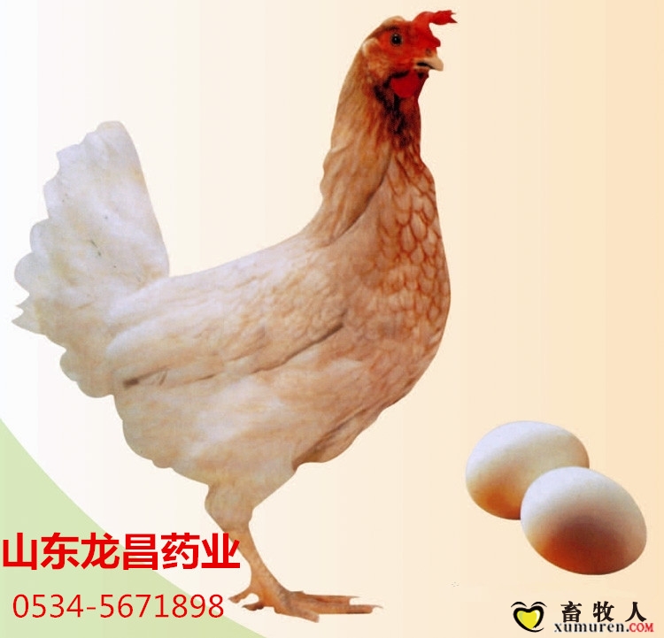 蛋鸡图片.jpg