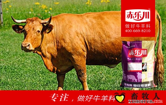 育肥牛图片18.jpg