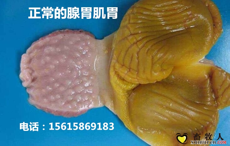 正常的腺胃肌胃.jpg