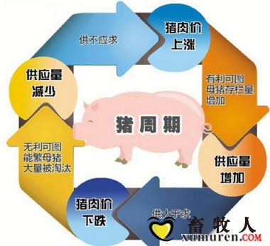 猪周期.jpg
