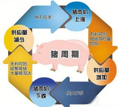 目前生猪补栏过热 破除猪周期要跳出旧思维