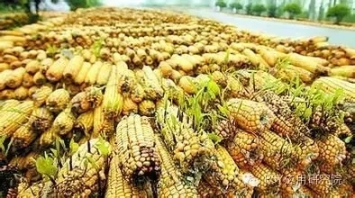 霉菌毒素为什么会降低养殖业中动物生产率和盈利能力?