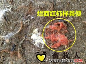肠毒粪便.jpg