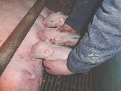 研究：催乳素与黄体酮相对浓度对母猪初乳产量的影响