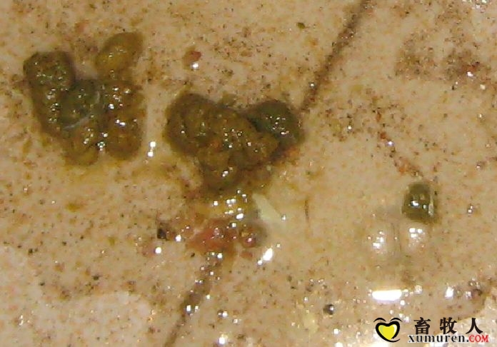 鸡白痢.jpg