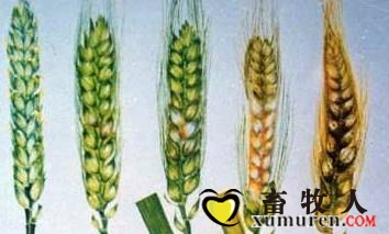 呕吐2.jpg