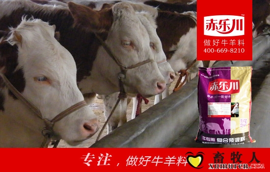 育肥牛图片13.jpg