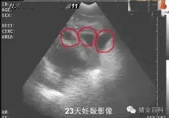 母猪早期妊娠诊断方法！太实用了！