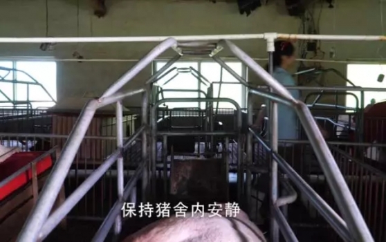 夏季母猪难产增多，怎样正确助产才不会增加对母猪的伤害呢？