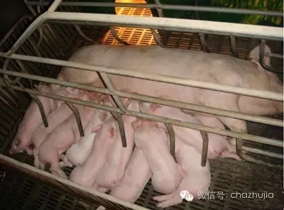 养猪之道，母猪拒绝给仔猪哺乳的原因和对策