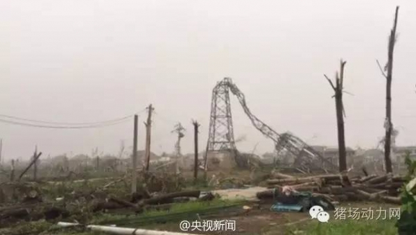 惨！江苏阜宁一猪场600头猪被龙卷风吹走