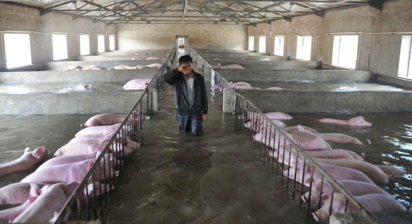 6000多头生猪遭遇洪灾无法转移 主人挥泪诀别