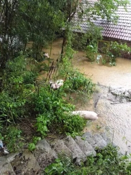 惨烈！南方大量猪场遭洪水侵袭，猪价有望由此止跌回涨？