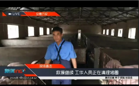 别急，那被洪水淹了的6000头猪已被安全转移！
