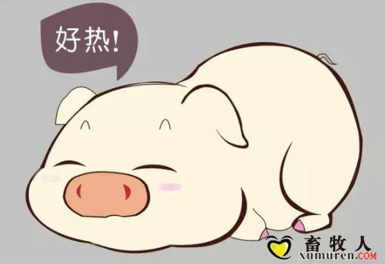 猪好热.jpg
