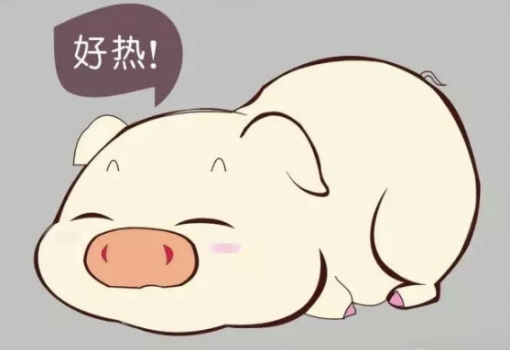 研究：妊娠前期热应激可改变后代的生长及身体组成