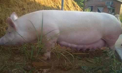 妊娠母猪为什么容易便秘？这里找答案！
