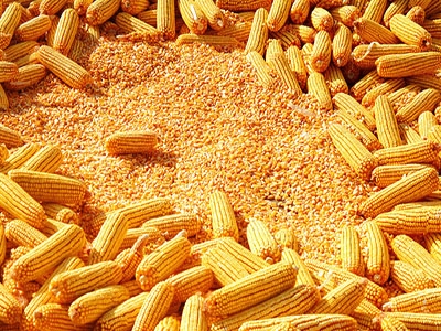 知道你的玉米为啥卖不出去吗？看后恍然大悟！