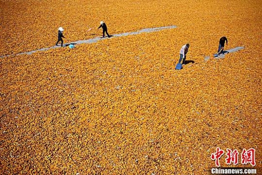 8月份华北玉米市场难现“热”情！