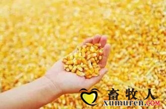 玉米.jpg