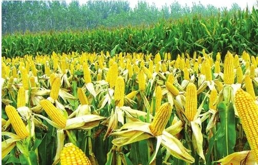 玉米又上“1元”能走多远？