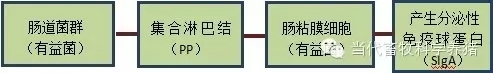 肠道2.webp.jpg
