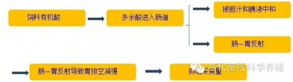 肠道5.webp.jpg