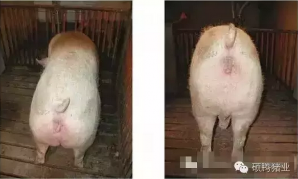 繁殖与育种 | 您不知道的母猪体况评分标准？！