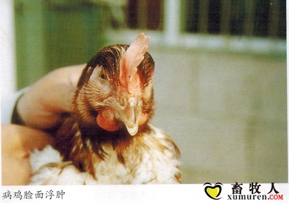 鼻炎03.jpg
