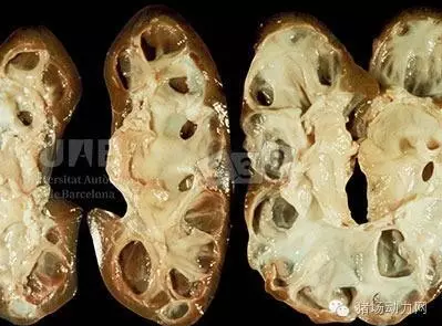 【技术】最新猪病诊断，配高清图（一）