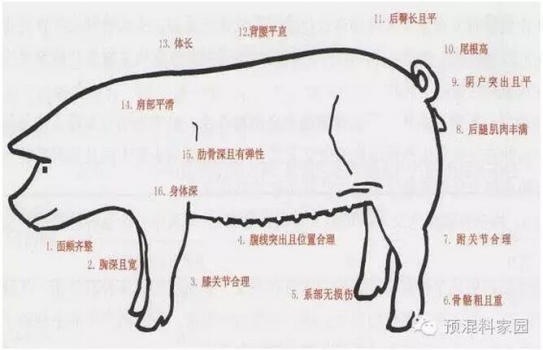 王洪燕：母猪阶段性精准营养和饲养管理策略之后备母猪
