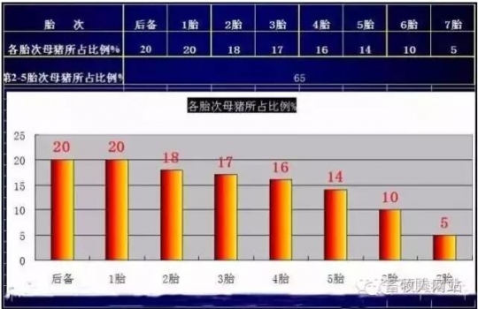 母猪管理不到位，努力白费，这些切记！
